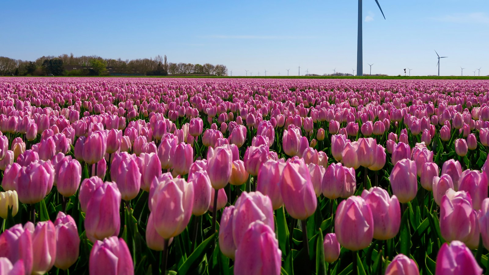 Feld voller rosa Tulpen in Flevoland mit einer Windkraftanlage im Hintergrund